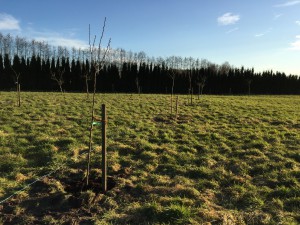 Neupflanzung 2015